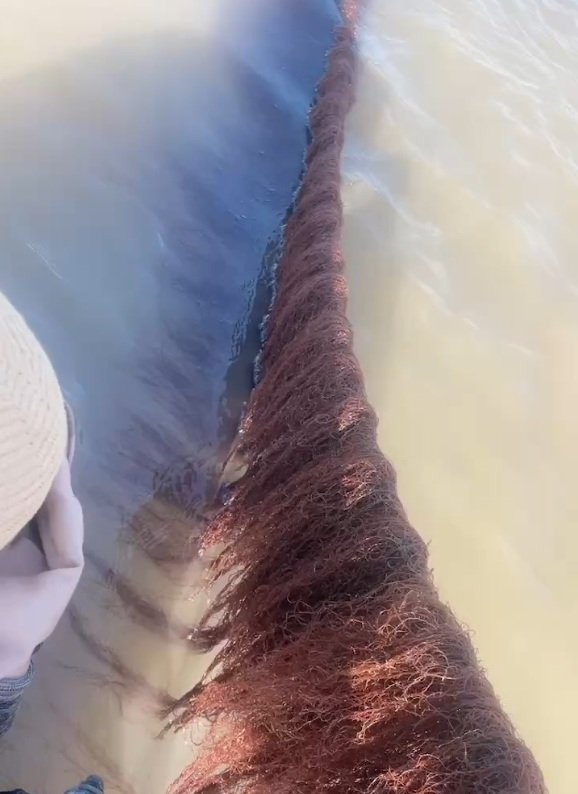 Agar seaweed in river — natural harvesting