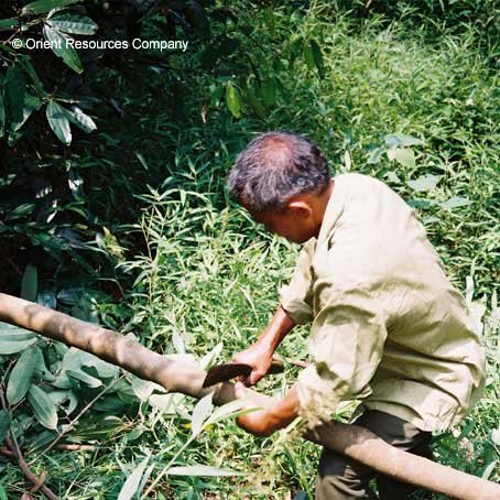 Chinese cassia bark cutting — traditional harvesting method
