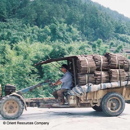 Cassia collector bringing goods to factory