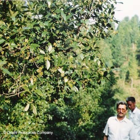 Cassia tree — Cinnamomum cassia