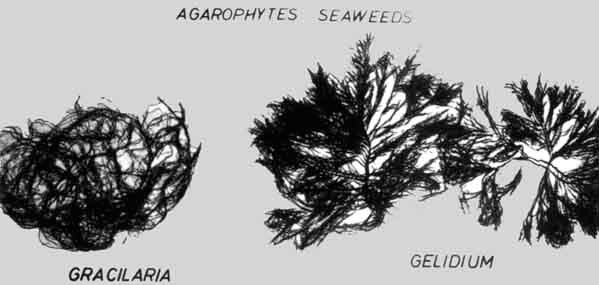 Agarophyte seaweeds — species used in agar production