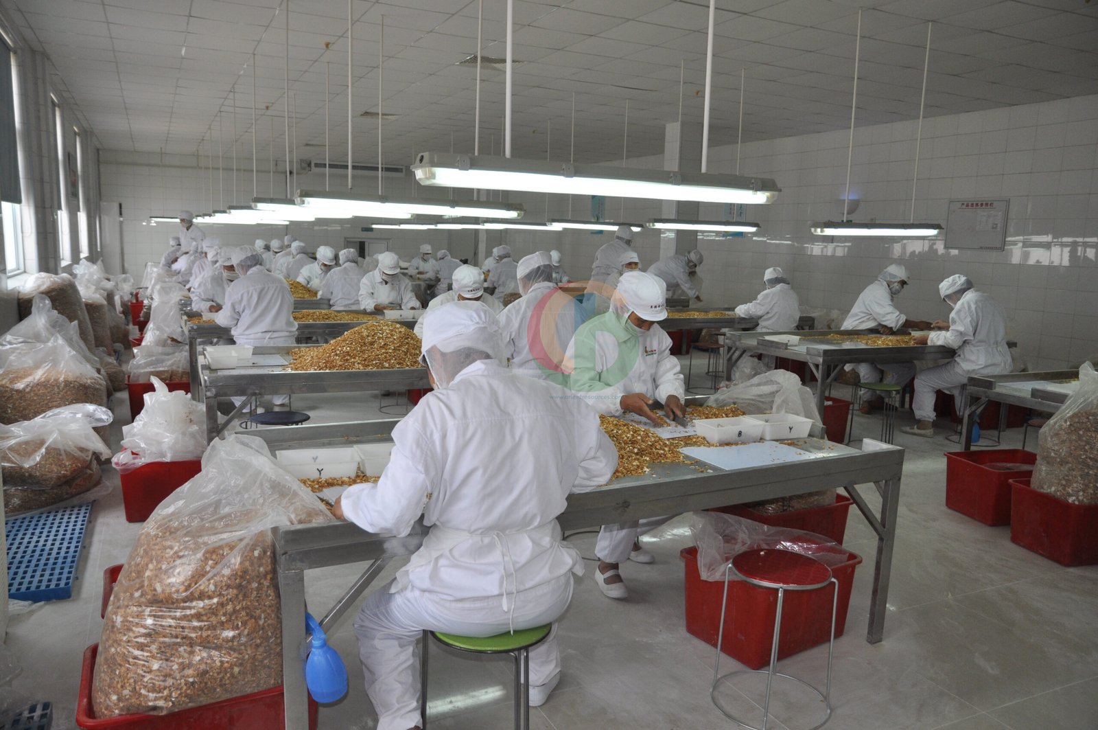 Dehydrated garlic — factory floor selection